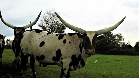 Cows with gigantic horns casually graze by the side of the road