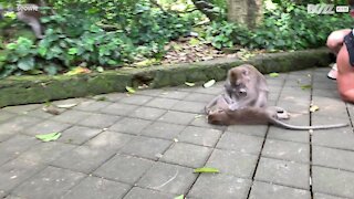 Tourists imitate monkeys in hilarious grooming scene