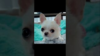 The Cutest Chihuahua You've EVER Seen?!
