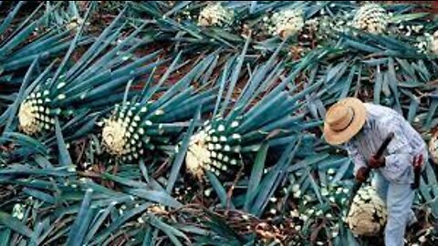 How Tequila Made From Agave Blue Agave Cultivation and Harvest Agave Processing in Factory