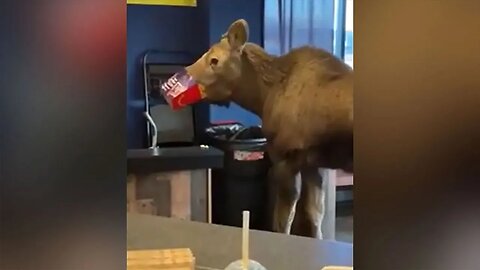 Young moose raids movie theater trash for popcorn and a Happy Meal: watch