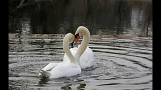 Apaixonado reencontro de dois cisnes