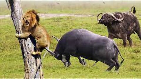 Buffalo fight lion part 1