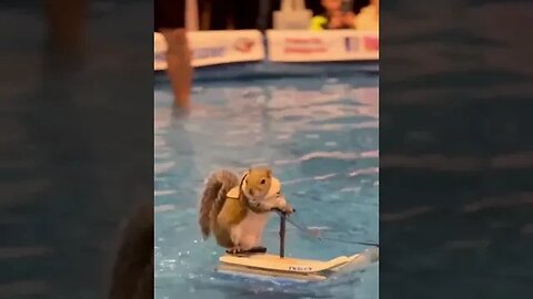 Nothing out of the ordinary, just footage from a squirrel water skiing competition.