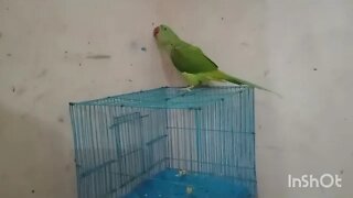 parrot ke nakhre @Pablo Family