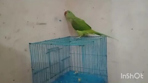 parrot ke nakhre @Pablo Family