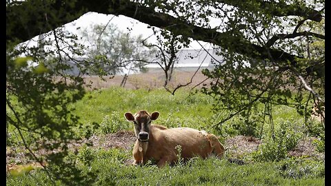 World-Beater Cow Fetches $4 Million at Auction: Animal Is 'Closest to Perfection'