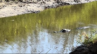 Part 2 | Myakka River State Park | More Gators!