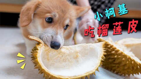 Give the dog durian. What's the reaction of the two dogs?