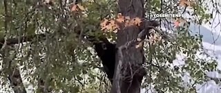 Black bear stuck in tree at Yosemite National Park