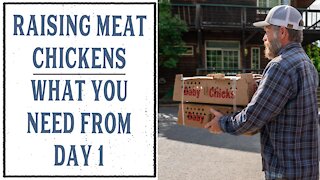 RAISING MEAT CHICKENS FROM DAY 1 - HOMESTEADING FAMILY