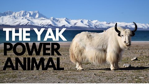 The Yak Power Animal