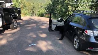 Jefferson Co. Sheriff’s Office removes bear from parked car in Conifer
