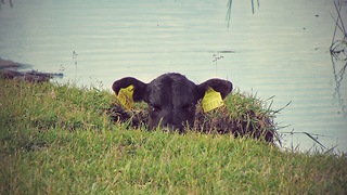 Calf of Angus cattle is looking for his mother.