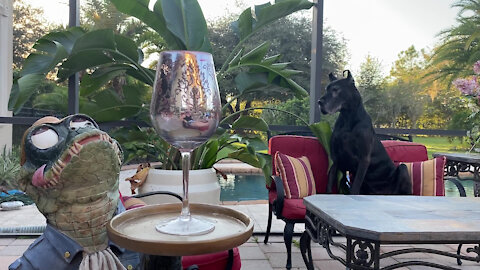 Great Danes Chill Out On Florida Lanai With Gator Waiter