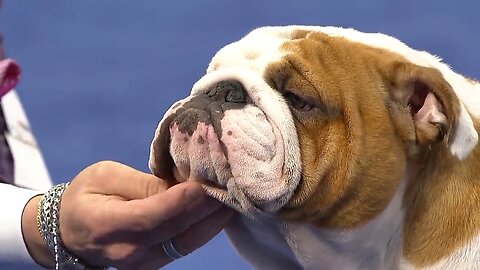 National Dog show 2019_Best in show (Full Judging) _NBC Sports...