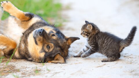 A dog playing with a cat21