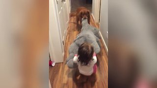 A Tot Girl And A Dog Have A Tug-Of-War