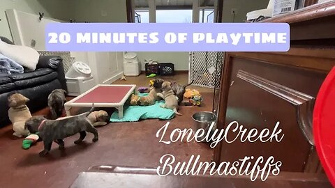 Bullmastiff Puppy Playtime - Serendipity Litter