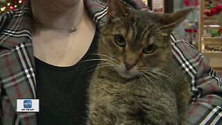 Accordion the cat needs a forever home