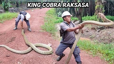 PENANGKAPAN KING COBRA RAKSASA DI KEBUN SAWIT KALIMANTAN | KING COBRA | ULAR