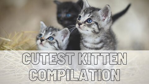 Cutest Kitten makes you MELT!