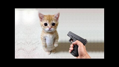 Funny cat vs fake Gun prank🔫 video