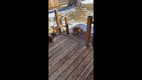 No human needed: Corgi takes other corgi for a walk