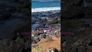 🦭HAWAIIAN MONK SEAL RESTING ON THE ROCKS🦭ON PŌʻIPŪAI 🏝 BEACH!