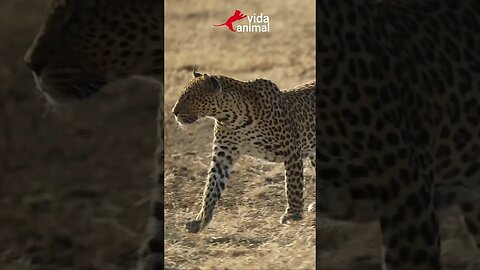LEOPARDO ATACA PORCO-ESPINHO E FICA ESPETADO - VIDA ANIMAL #leopard #vidaanimal #porcupine e