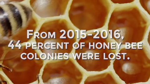 The Honey Bees Are Disappearing