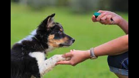 How to train dogs safely while they are of a leash!