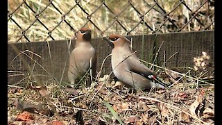 Waxwings in the old garden