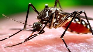 WORLD'S DEADLIEST ANIMAL! 8 gross facts about mosquitoes - ABC15 Digital