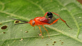 Ensign Wasp waves its abdomen like a flag