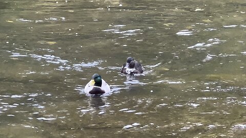 Rare black ducks with white breast 😍