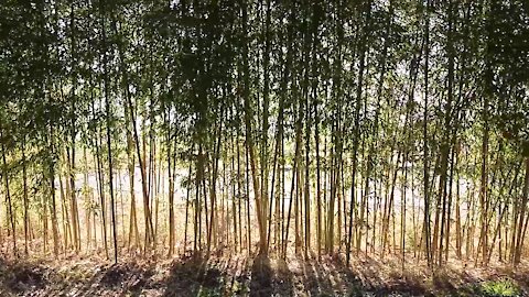 screen of bamboo forest.