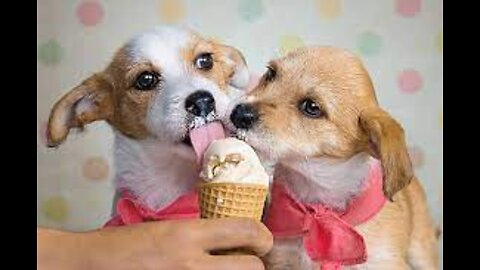 Dogs eating their first ICE CREAM CONE #Dogs funny video