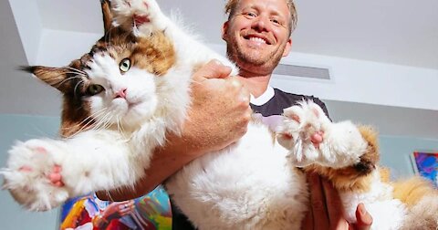 5ft Long Samson Is world's Biggest Cat