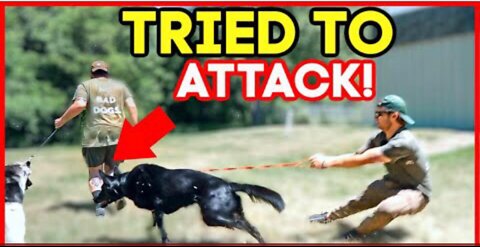 EXTREMELY LEASH AGGRESSIVE GERMAN SHEPHERD TRIES TO ATTACK DOG! (HOLY CRAP!)