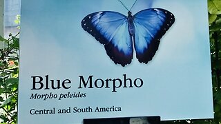 Blue Morpho Butterfly