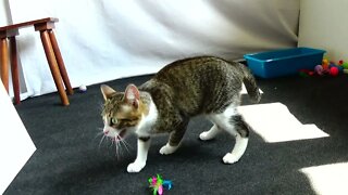 Funny Kitten Rips the Feathers off the Toy