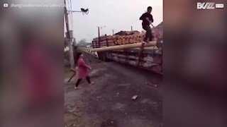 Une femme minuscule déplace un immense tronc d'arbre