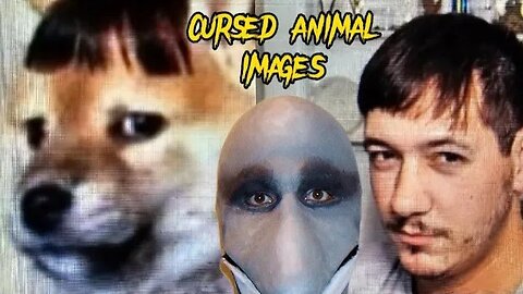 Cursed Animal Images