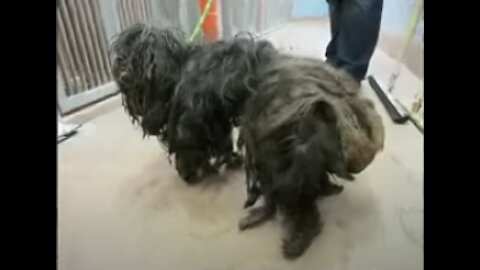 Crazily-Long Haired Dog Finally Gets a Haircut