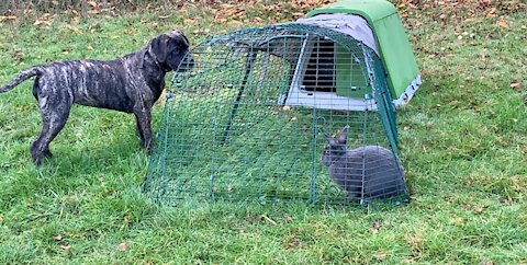 A Day in the Life of a Farm Dog