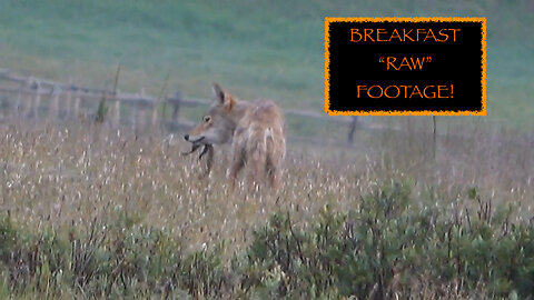 BREAKFAST! "RAW" FOOTAGE! Coyote chows down on his breakfast--squirrel!