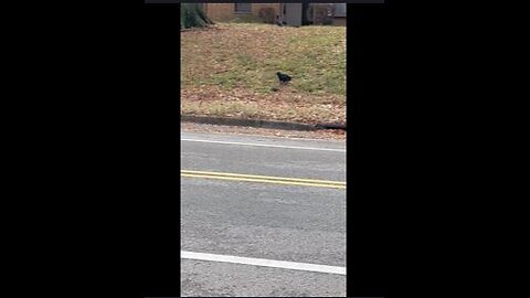 Crows or Blackbirds