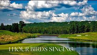 #Relaxation | 1 Hour Birds Singing In The Forest | Relaxing | Meditation, Study | Stress Relief |