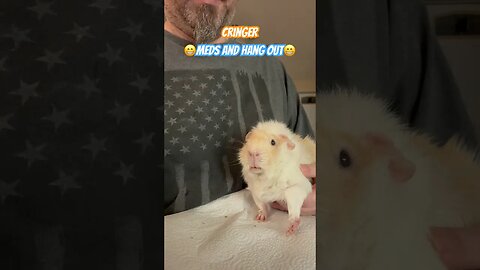 Cringer 😁Meds And Hang Out😁 #channel #guineapigshorts #guineapig #guineapiggy #pets #shortvideo